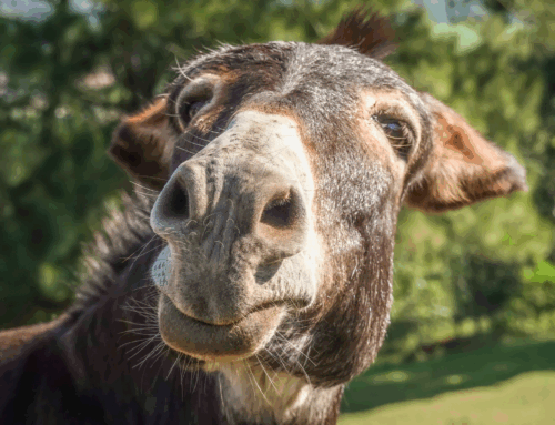 How to negotiate with a donkey: Tips from a family lawyer